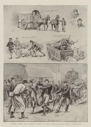 Scènes van de veeshow in de Agricultural Hall, Islington