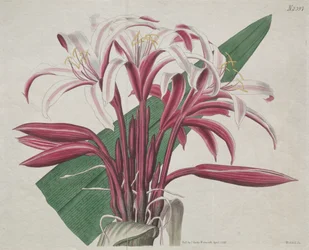Het botanische tijdschrift of bloementuin tentoongesteld: Statige Crinum