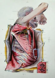 Dissectie van de rechter laterale zijde van de thorax, uit een boek over anatomie