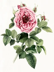Bloeiende roze roos