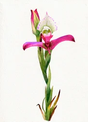 Roze orchidee in bloei