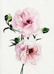 Roze bloemen in aquarel
