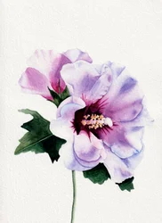 Paarse hibiscusbloemen