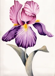 Levendige paarse iris