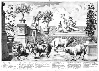 Schapen