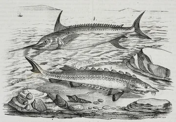 1 Zwaardvis (Xiphias gladius), 2 Steur (Acipenser sturio), lithografie uit Poliorama Pittoresco, nr. 10, 16 oktober