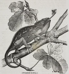 Afrikaanse kameleon, lithografie door Salvatore Puglia uit Poliorama Pittoresco, nr. 30, 4 maart