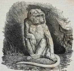 Albino-aap in Jardin des Plantes, botanische tuin van Parijs, Frankrijk, lithografie door Salvatore Puglia uit Poliorama Pittoresco, nr. 23, 14 januari