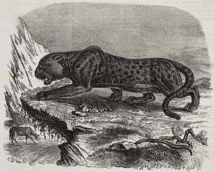 Zwarte Panter in Jardin des Plantes, botanische tuin van Parijs, Frankrijk, lithografie uit Poliorama Pittoresco, nr. 26, 4 februari