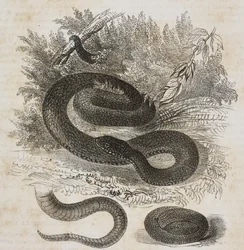 Zwarte variëteit van de gewone adder, staart en kleine adder om zichzelf gewikkeld zoals in de moederschoot, lithografie door Salvatore Puglia uit Poliorama Pittoresco, nr. 27, 8 februari