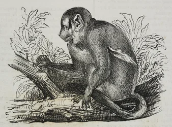 Nacht aap douroucoulis, lithografie door Salvatore Puglia uit Poliorama Pittoresco, nr. 46, 25 juni
