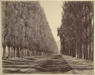 Een weg omzoomd met populieren, Kasjmir