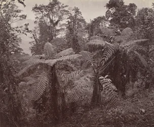 Darjeeling, groep boomvarens in Lebong