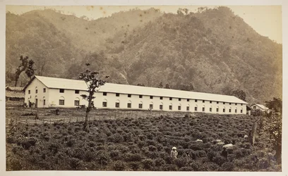 Selim Tea Estate, Darjeeling, de nieuwe fabriek, lagere divisie, uit 