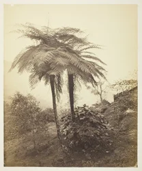 De boomvaren, prijsfoto