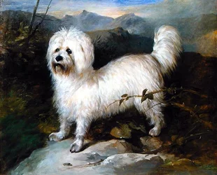Kleine witte hond in een landschap