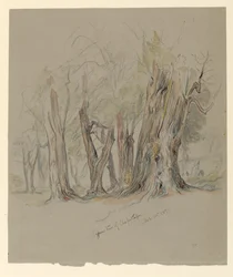 Cipressen van Chapultepec, Mexico