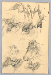 Studies van Koeien