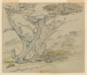 Studie van Oude Cipressen, Cypress Point
