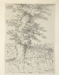 Een iepboom in Bedminster