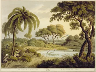 Jacht op pauwen, uit Oriental Field Sports, uitgegeven door Edward Orme, 1807