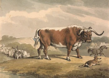 Een Stier en een Konijn