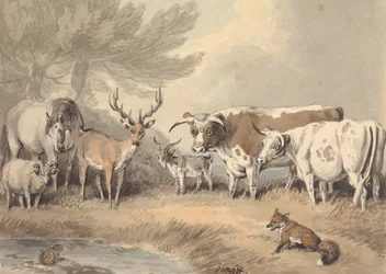 Een kikker tegenover een kring van dieren