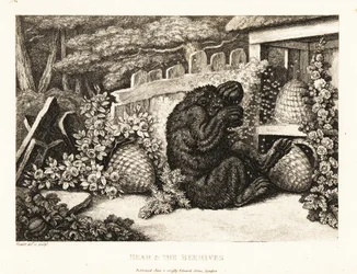 Een bruine beer aangevallen door een leger bijen. 1811 (ets)
