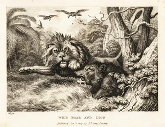 Een leeuw en een wild zwijn vechten terwijl gieren erboven cirkelen. 1811