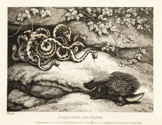 De scherpe stekels van een stekelvarken verdrijven een nest slangen uit een hol. 1811 (ets)