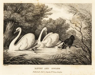 Een raaf probeert zich te wassen om meer op de witte zwanen te lijken. 1811 (ets)