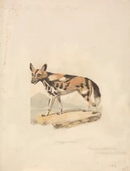 Abyssinische hond