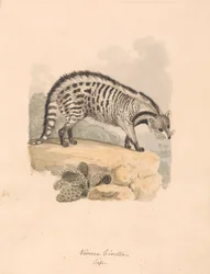 Afrikaanse civetkat