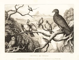 Een adelaar voorzit een hof van vogels in een boom. 1811 (ets)