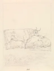 Stier en koe
