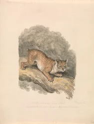 Noord-Amerikaanse lynx