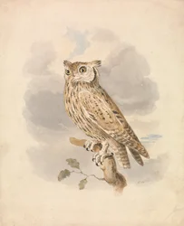Dwergooruil