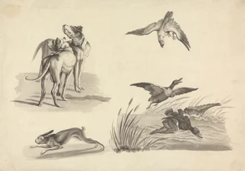 Blad met studies van honden, haas, valk en eenden