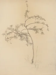 Bloeiende boom, 1884