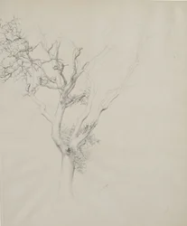 Boomstudie, 1884