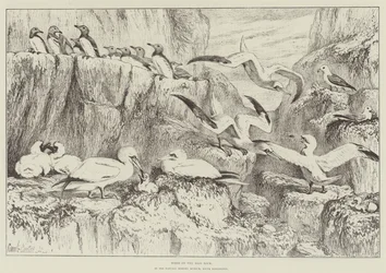Vogels op de Bass Rock, in het Natuurhistorisch Museum, South Kensington