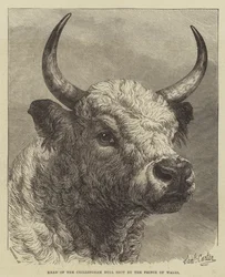 Hoofd van de Chillingham Stier geschoten door de Prins van Wales