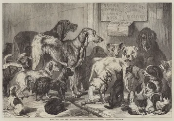 Huis voor verloren en uitgehongerde honden, Hollingsworth-Street, Islington