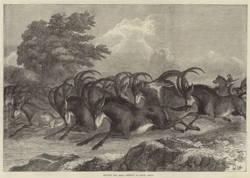 Jacht op de sabelantilope in Zuid-Afrika