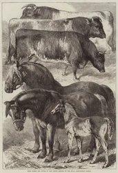 Prijswinnaars paarden en vee op de Oxford bijeenkomst van de Royal Agricultural Society