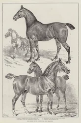 Prijswinnaars op de landbouwtentoonstelling, Islington
