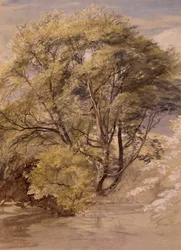 Studie van een wilgenboom, ca. 1850