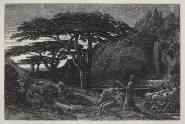 Het cipressenbos