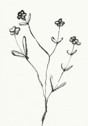 Minimalistische botanische tekening