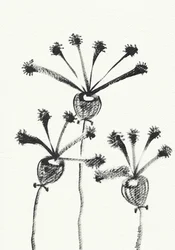 Minimalistische botanische tekening